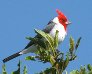 cardenal