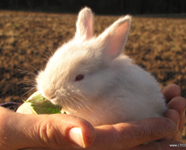 Conejo