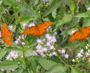 mariposas