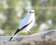 monjita